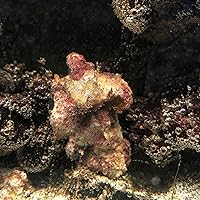 Amazon.co.jp: （サンゴ）沖縄産 ウミキノコ ロングポリプ S